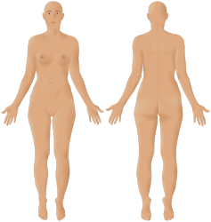 Female front-back 3d-shaded human illustration