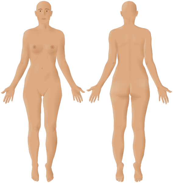 File:Female front-back 3d-shaded human illustration.svg