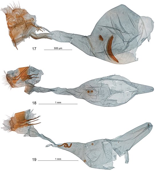 File:Female genitalia of Diptychophora galvani, Diptychophora diasticta and Diptychophora planaltina.jpg