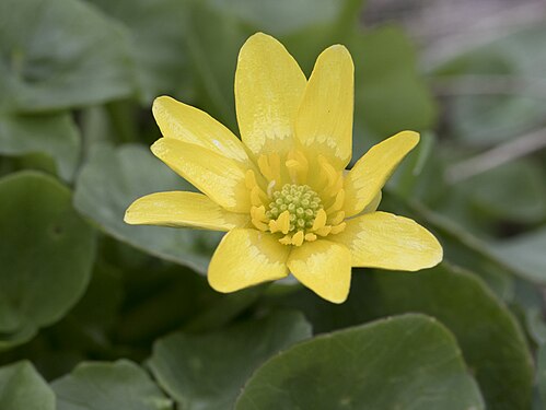 Marsh marigold