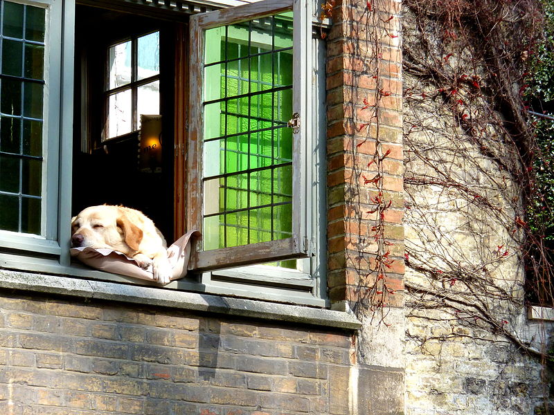 File:Fidel, de meest gefotografeerde hond van Brugge! (6951243164).jpg