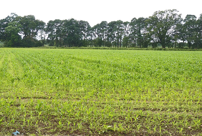 File:Field Between Bransgore and Ripley - geograph.org.uk - 3042772.jpg