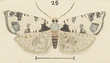 Illustration of P. calligypsa by George Hudson. Fig 25 MA I437913 TePapa Plate-LII-The-butterflies full (cropped).jpg
