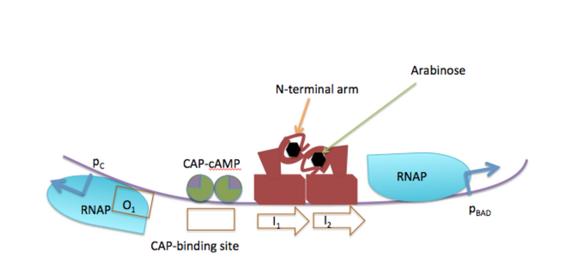 Figure 1. Expression of araB, araA and araC in the presence of arabinose. In the presence of arabinose, arabinose binds to the arabinose binding pocket sites of AraC, causing AraC to dimerize at the I1 and I2 operators. This allows access for CAP to bind to the CAP-binding sites, which in turn helps recruit RNA Polymerase to both PBAD and PC promoters and activates transcription. Figure 2. Expression of araB, araA and araC in the presence of arabinose..png