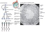 Thumbnail for Spermatocyte