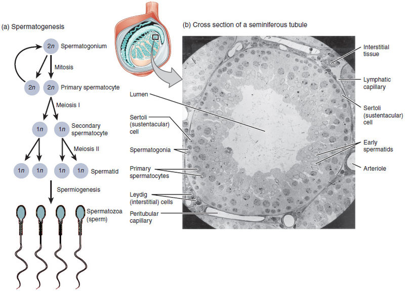 File:Figure 28 01 04.jpg