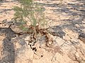 Final resting place for a donkey - panoramio.jpg