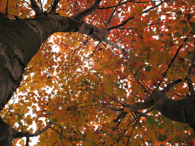 File:FireTrees-Fall2005-Georgia.jpg