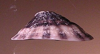 <i>Fissurella radiosa</i> Species of gastropod