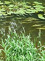 Sparganium emersum, Phragmites australis, Nuphar lutea