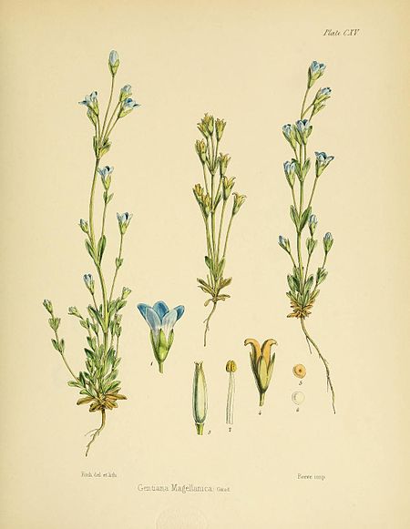 Plate CXV; Gentiana Magellanica Gaud.; Fitch del et lith.; Reeve imp.