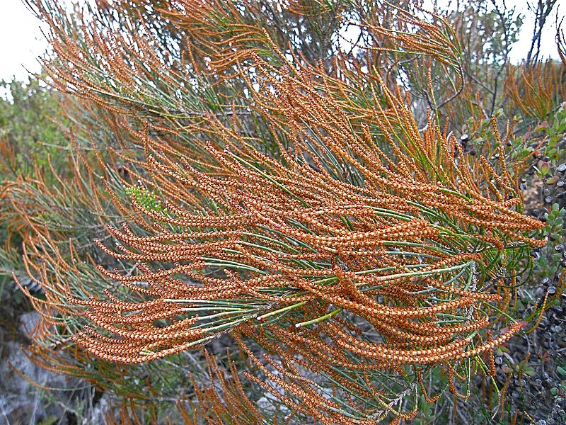 File:Flora of the Labillardiere Peninsula (3), Bruny Island.jpg