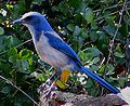 Image 5The Florida scrub jay is found only in Florida (from Geography of Florida)