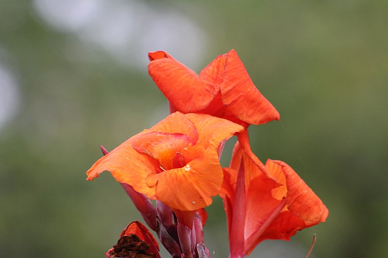 File:Flowers at Guildwood Park.jpg