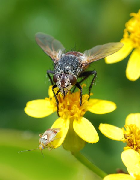 File:Fly and bug June 2009-1.jpg