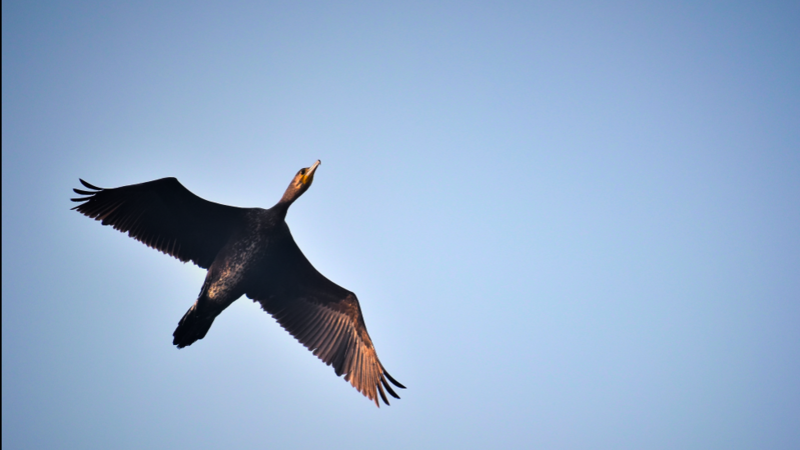 File:Flying Cormorant.png