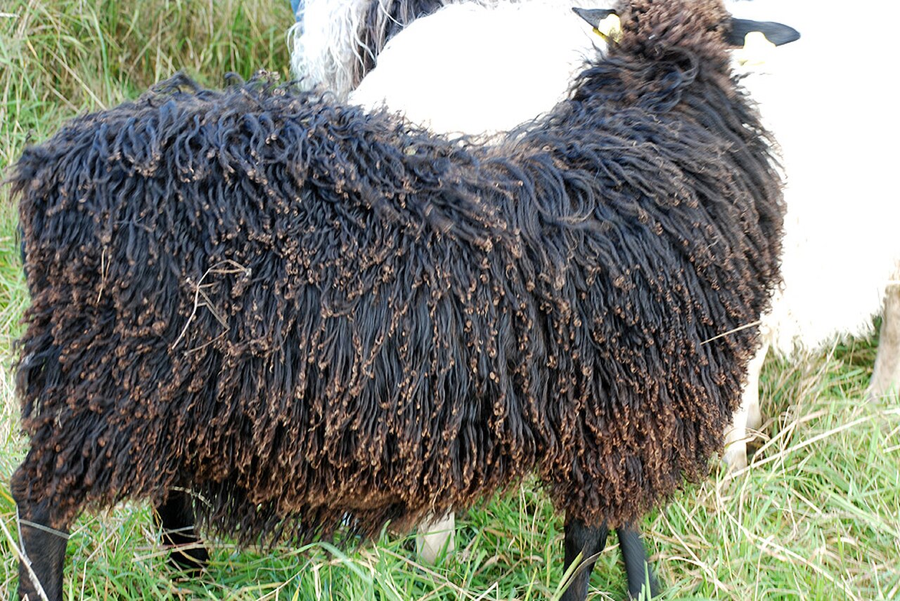 Овца шерсть 35 кг