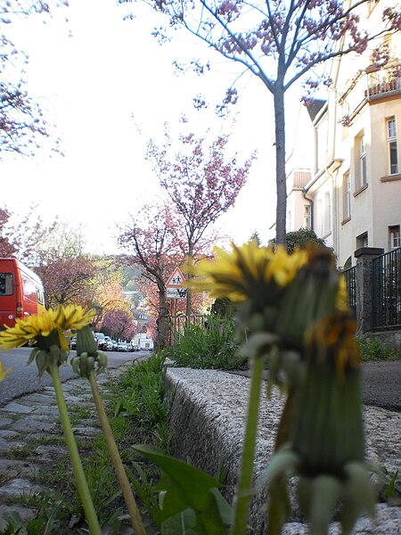 File:Frühling in Marburg, gelber Löwenzahn und Kirschblüte in Stresemannstrasse mit Marburger Schlossberg-Rücken, 2018-04-18.jpg