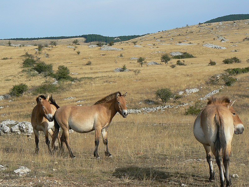 File:France Lozère Causse Méjean Chevaux de Przewalski 18.jpg