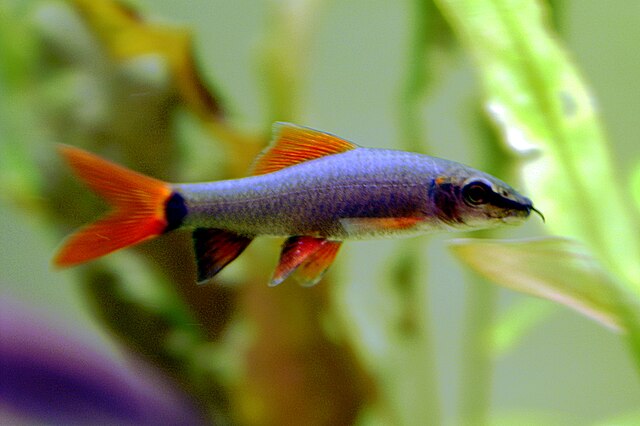 Rainbow shark, Epalzeorhynchos frenatum, a somewhat aggressive aquarium fish