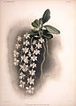 Angraecum articulatum Frederick Sander Reichenbachia 1894