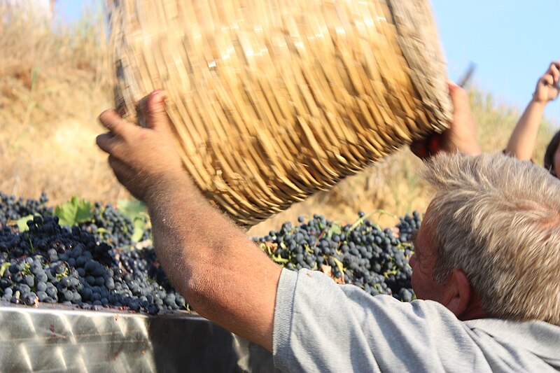 File:Freshly harvested wine grapes being loaded into transport truck.jpg