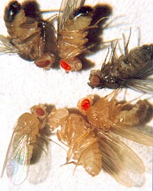 Drosophila melanogaster - Wikipedia