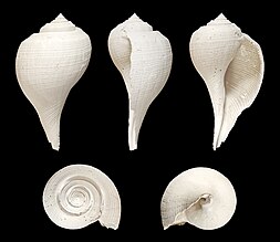Gastropoda: Características gerais, Etimologia, Morfologia e ecologia