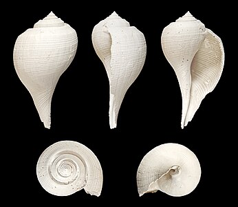 Fulguropsis radula, Melongenidae; Length 11,5 cm; Tertiary, Pliocene, La Belle, Florida, USA. Dorsal, lateral (right side), ventral, back, and front view.