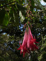 Fuchsia boliviana entre le Brûlé et le gîte de la Plaine des Chicots
