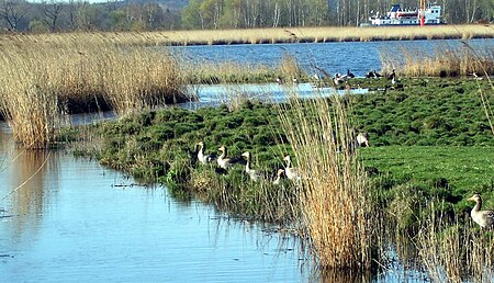 Gänse im schellbruch1