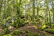 Günterfelsen bei Furtwangen im Schwarzwald