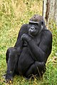 G. g. gorilla, Krefeld - 0554.jpg