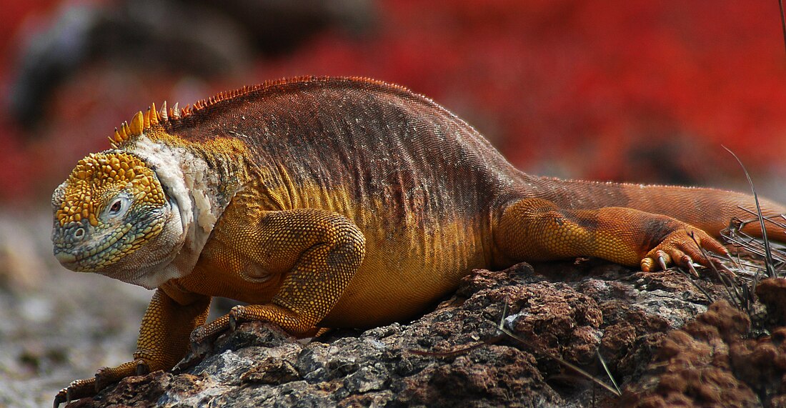 Galapagos land iguana