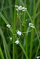 Sumpf-Labkraut (Galium palustre)