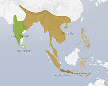 Répartition des espèces du genre Gallus. Le Coq doré (Gallus gallus), l'ancêtre sauvage des races domestiques, a l'aire naturelle la plus vaste (brun clair). Il est naturalisé aux Philippines et sur Célèbes (hachures). (L'espèce Gallus varius est entièrement sympatrique avec Gallus gallus dans les îles du sud de l'Indonésie (brun foncé)).