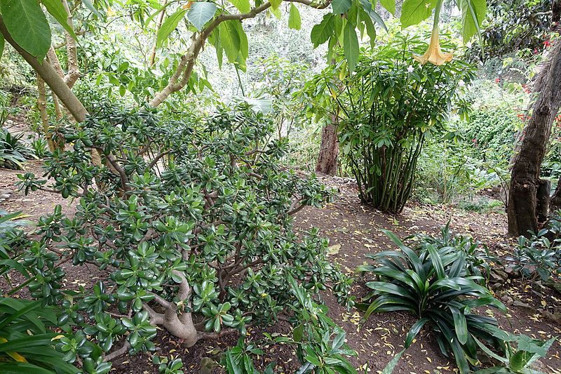 File:Garden beside Filbert Steps - San Francisco, CA - DSC04691.jpg