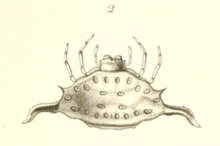 Gasteracantha recurva Эжена Симона 1877.png