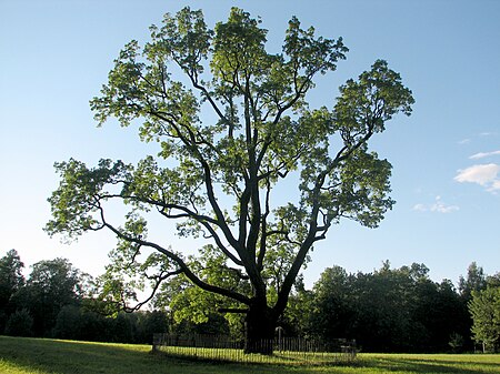 Tập_tin:Gatchina_Palace._Old_oak.jpg