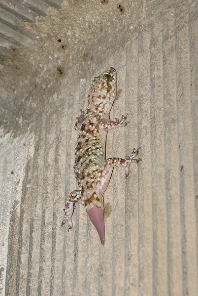 File:Gecko regenerating tail.jpg