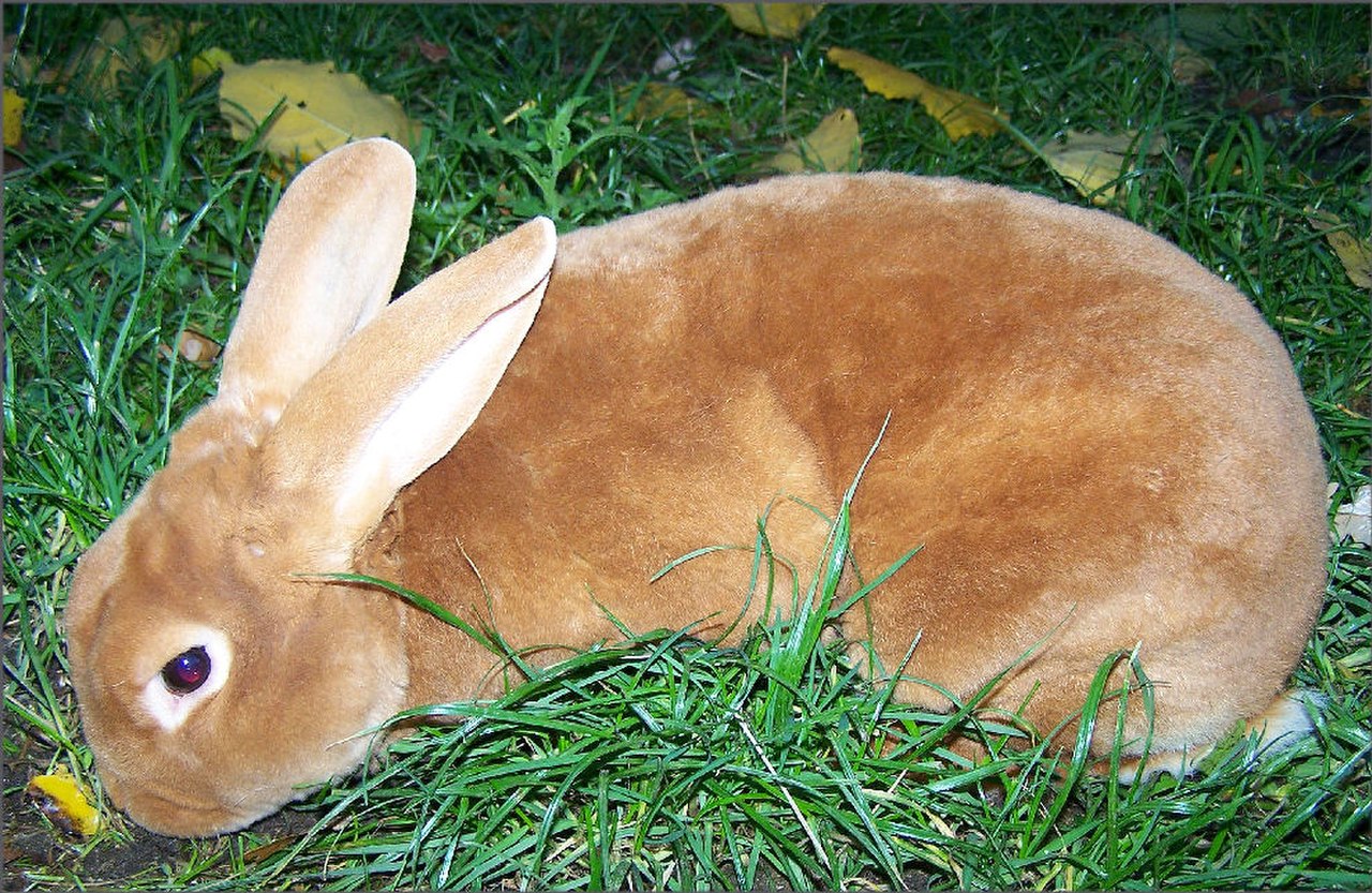 Кролик породы рекс
