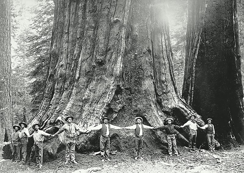 File:General-Noble-a-giant-sequoia-tree-in-Converse-Basin-Grove-holdinghands-1892.jpg