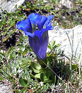 Alpine gentian (Gentiana alpina) Gentianealpine 1.jpg