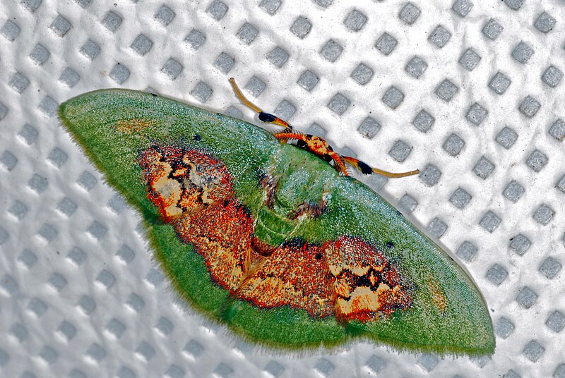 File:Geometrid Moth (Pyrochlora rhanis) (6788774557).jpg