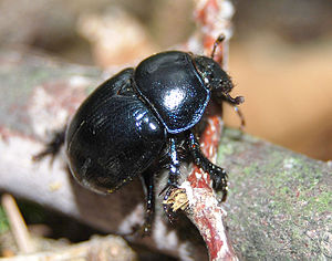 Geotrupes stercorarius