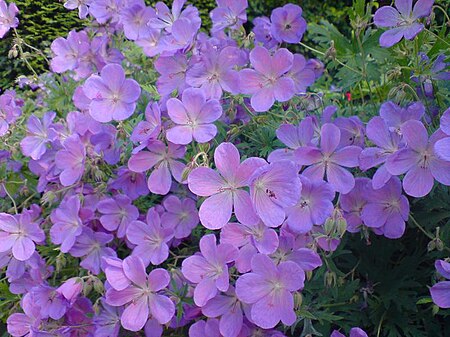 Fail:Geraniales - Geranium sp. - 1.jpg