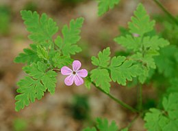 Raudonstiebis snaputis (Geranium pusillum)