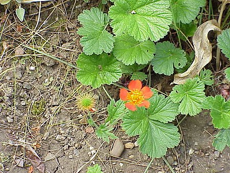 Geum