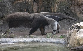 Giant anteater (4531346746).jpg