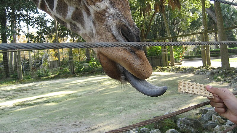 File:Giraffe Tongue (2135895611).jpg